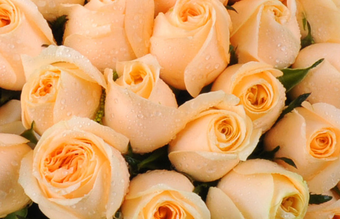 黄玫瑰和香槟玫瑰有什么不一样