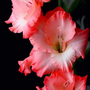 劍蘭花