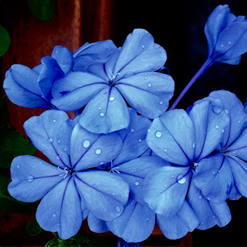 藍(lán)雪花