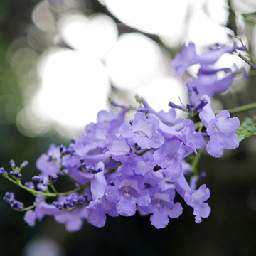 蓝花楹的花语代表了什么 Rosewin鲜花网