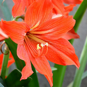朱頂紅