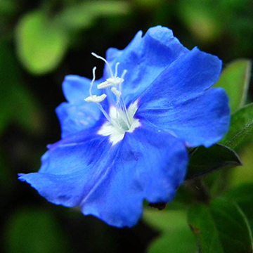 藍(lán)星花