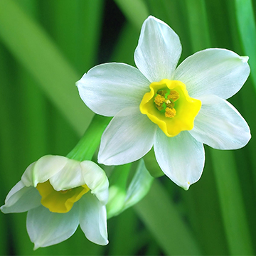 水仙花