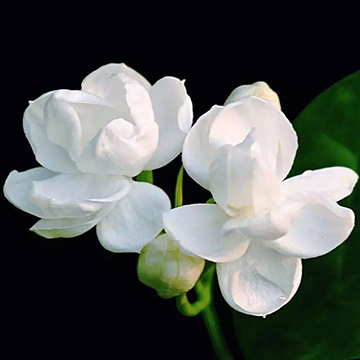茉莉花