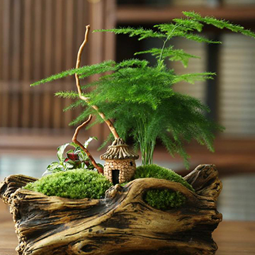 文竹花