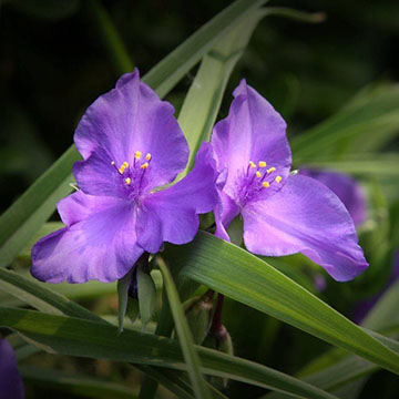 紫露草的栽培技术和日常养护以及病虫防害 Rosewin网