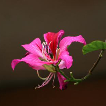 什么花的花语代表的是家庭和谐 Rosewin鲜花网