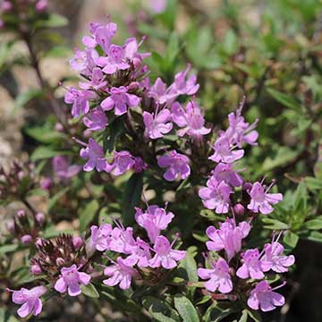 百里香花