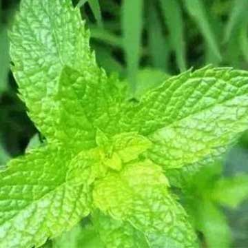 車前草