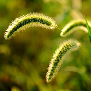 狗尾巴草