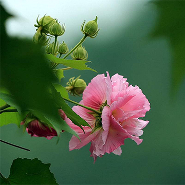 芙蓉花