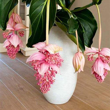 寶蓮花