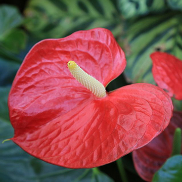 紅掌