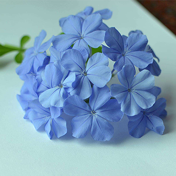 藍(lán)雪花