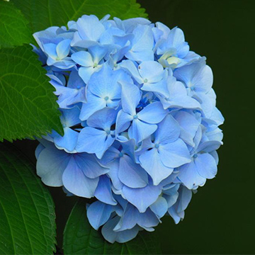 繡球花