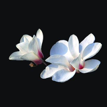白玉蘭花