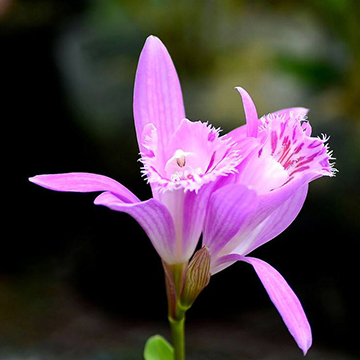 獨(dú)蒜蘭