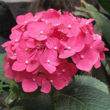 繡球花的養(yǎng)護(hù)