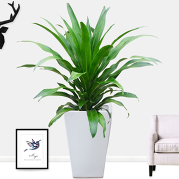 辦公室綠植擺放風(fēng)水