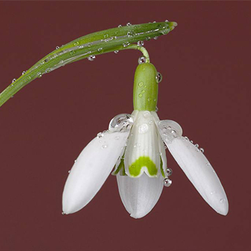 雪滴花