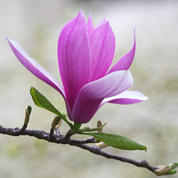 玉蘭花