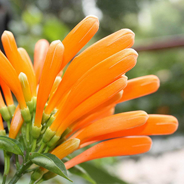 炮仗花