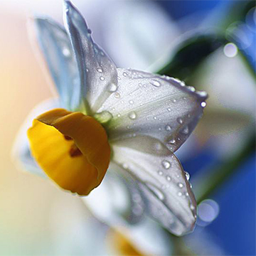 水仙花