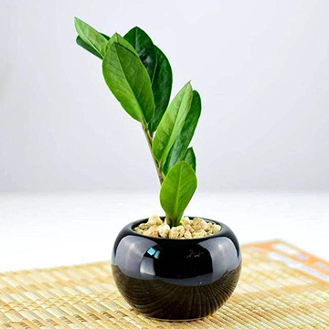 金錢樹的養(yǎng)殖方法