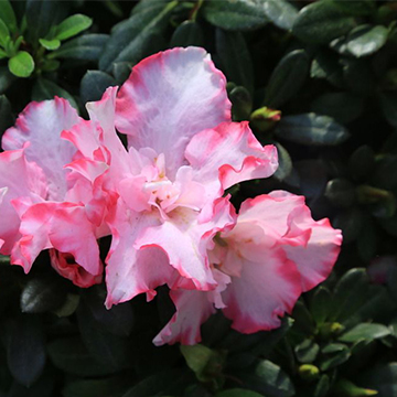 杜鵑花的養(yǎng)殖方法
