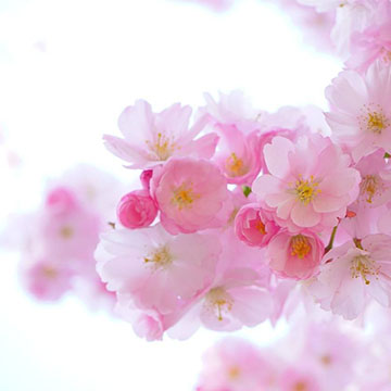 櫻花的花語(yǔ)