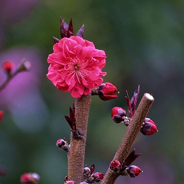  碧桃花的養(yǎng)殖方法