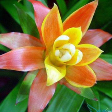 彩葉鳳梨的養(yǎng)殖方法