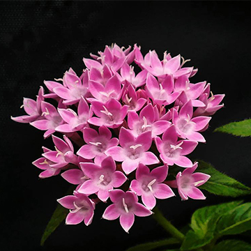 繁星花的養(yǎng)殖方法