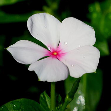 長春花黃葉的原因