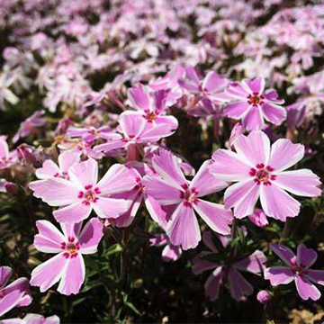 芝櫻的養(yǎng)殖方法