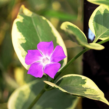 花葉蔓長春的養(yǎng)殖方法