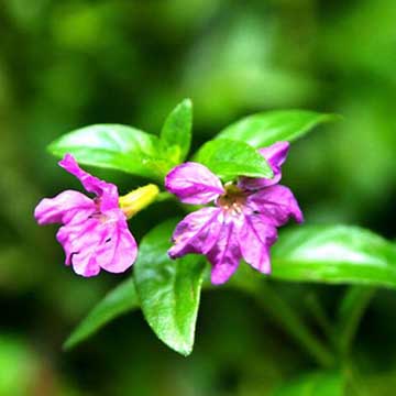 紫萼距花的養(yǎng)殖方法