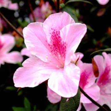 杜鹃花的养殖方法
