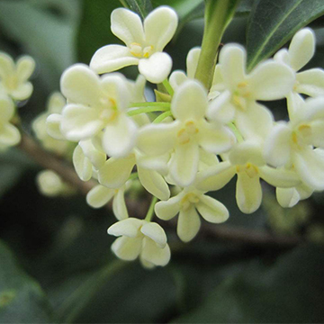 桂花的养殖方法