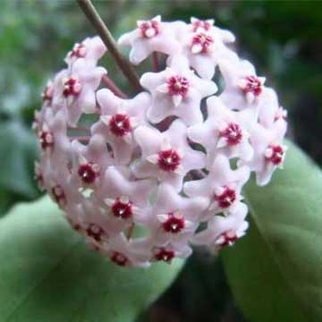 球蘭花的養(yǎng)殖方法