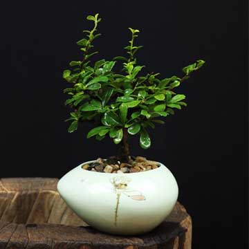 榕樹的養(yǎng)殖方法