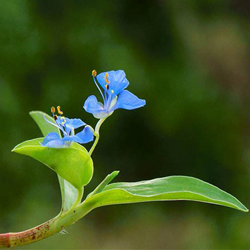 竹節(jié)草的養(yǎng)殖方法