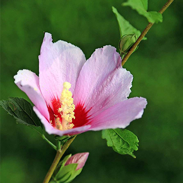 木槿花的養(yǎng)殖方法