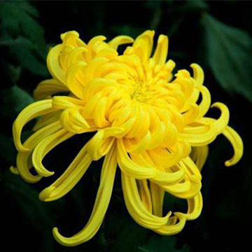 菊花的養(yǎng)殖方法