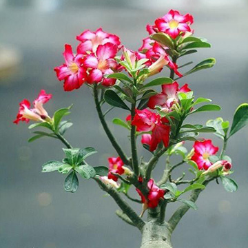 沙漠玫瑰的養(yǎng)殖方法