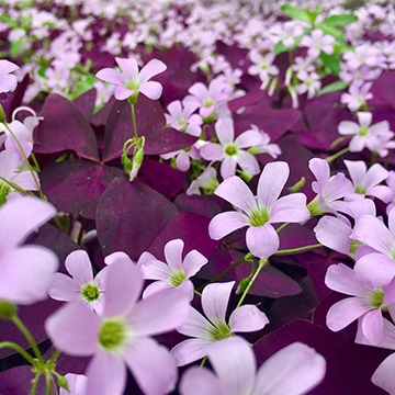 紫叶酢浆草黄叶的原因是什么 Rosewin鲜花网