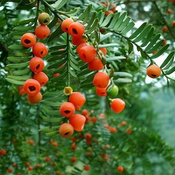 紅豆杉的養(yǎng)殖方法