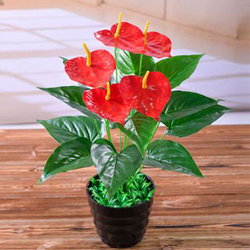 紅掌的養(yǎng)殖方法