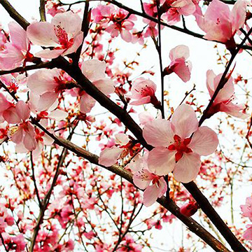 桃花的養(yǎng)殖方法