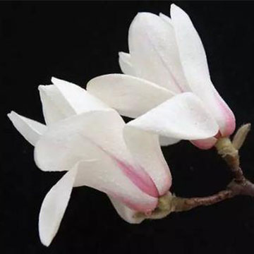 玉蘭花的養(yǎng)殖方法
